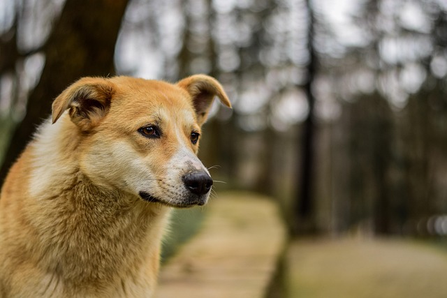 Free Dog Natural photo and picture