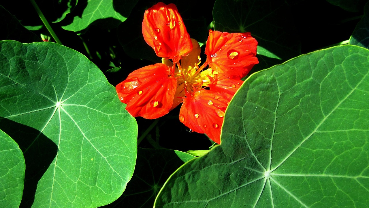 flower-3404216_1280.jpg