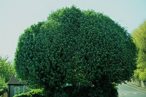 Baum, Blätter, Sommer, Schönes Wetter