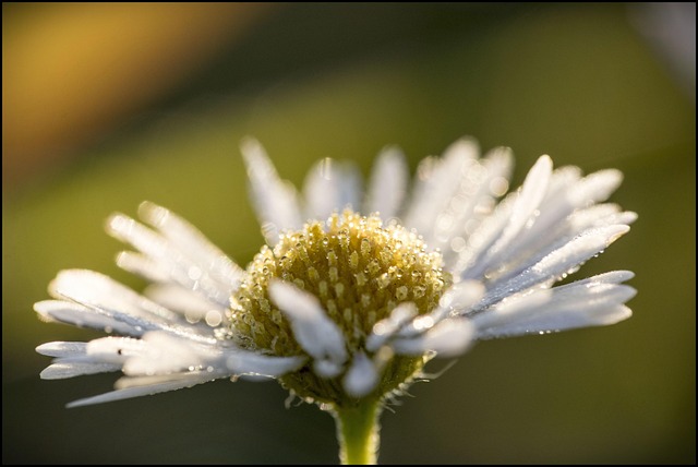 Free Flower Dawn photo and picture