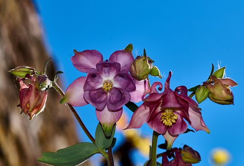 Free Blue Blossom photo and picture