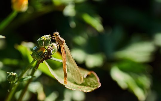 Free Dragon-Fly Water photo and picture