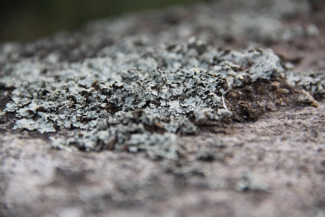 Free Lichen Close Up photo and picture