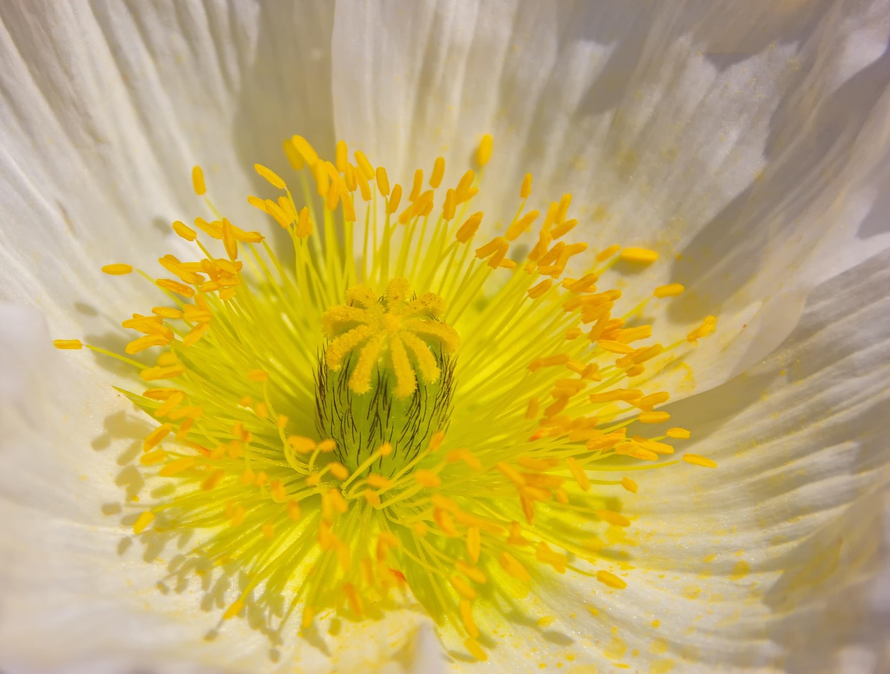 Corn Poppy - free online jigsaw puzzle photo