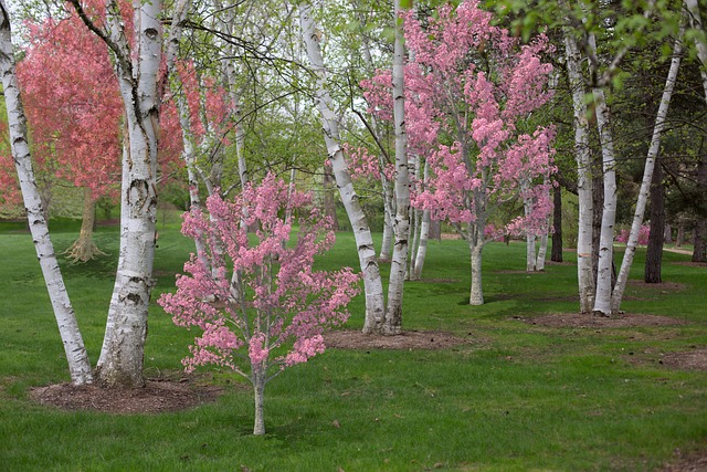 Spring Pink Flowering Trees - Free photo on Pixabay