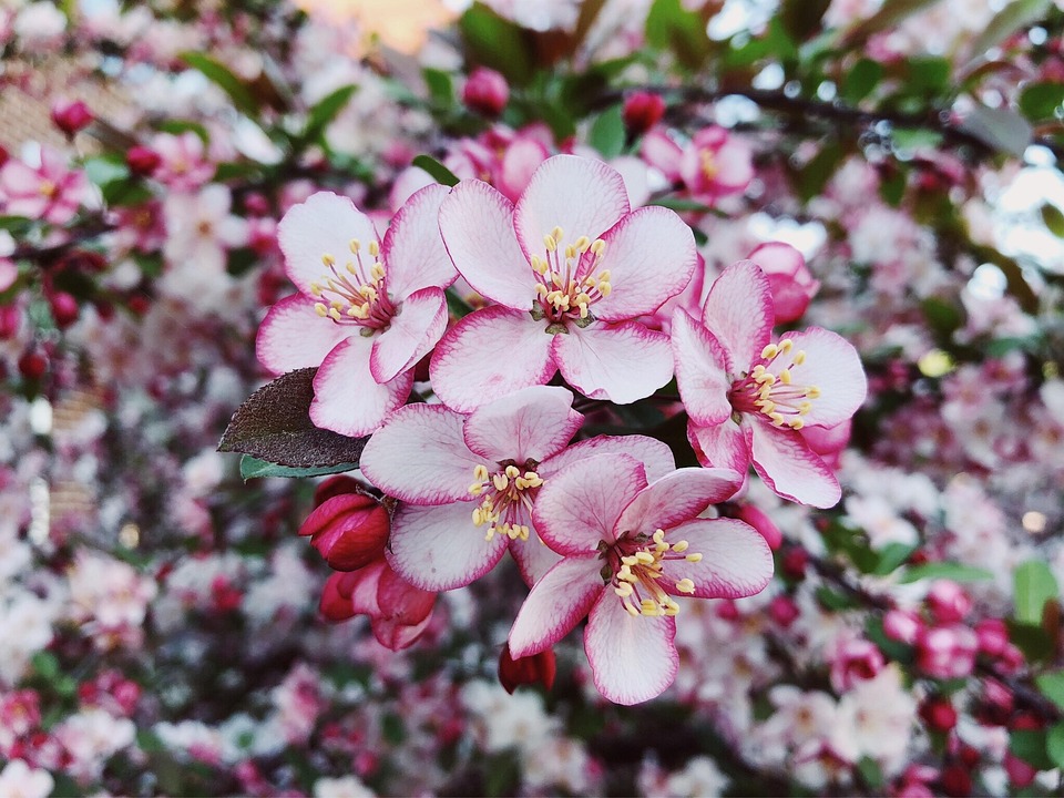 バネ 花 クラブアップル Pixabayの無料写真