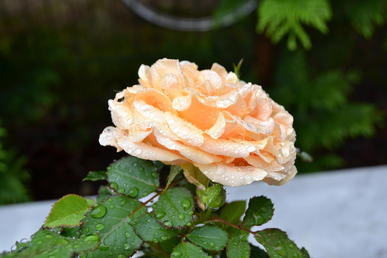 The Rose - Blossom