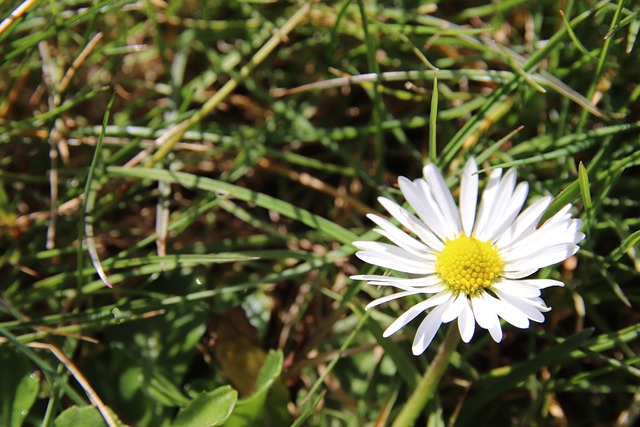 Gänseblümchen, Gras, Weiß, Blume, Wiese