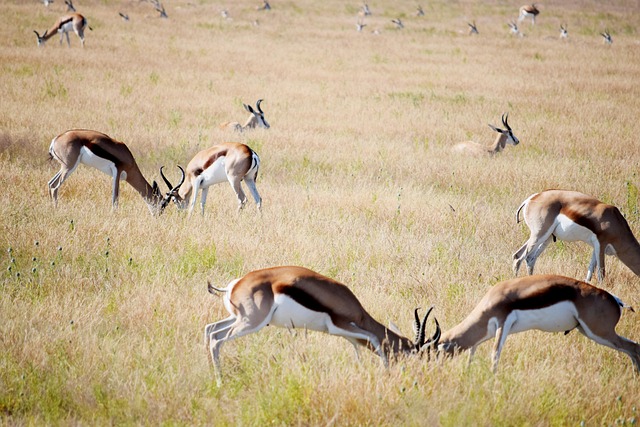 Download free HD stock image of Fighting Springbok Free Fighting Springbok photo and picture
