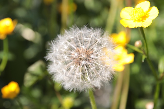 Löwenzahn, Butterblume, Frühjahr, Gelb