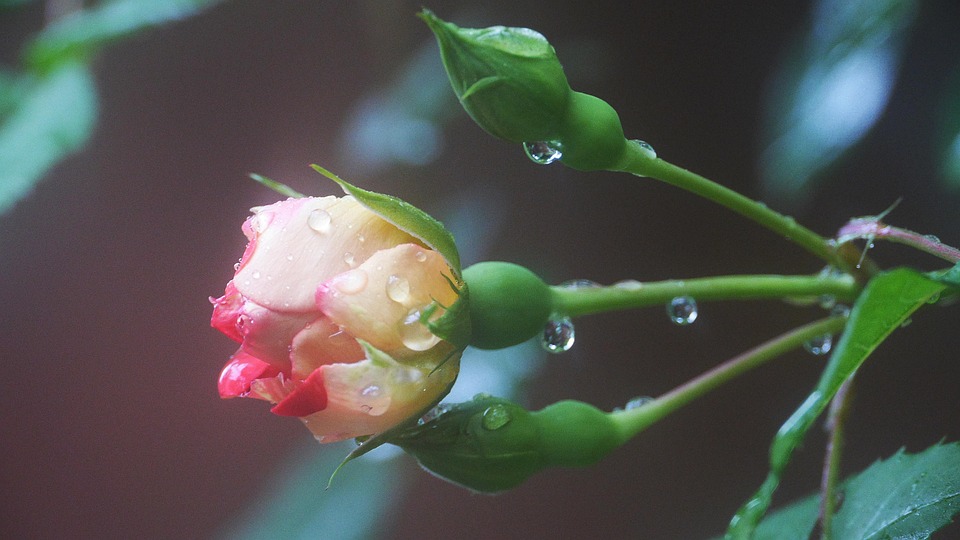 バラ 雨に帰ってきた このタイプ Pixabayの無料写真