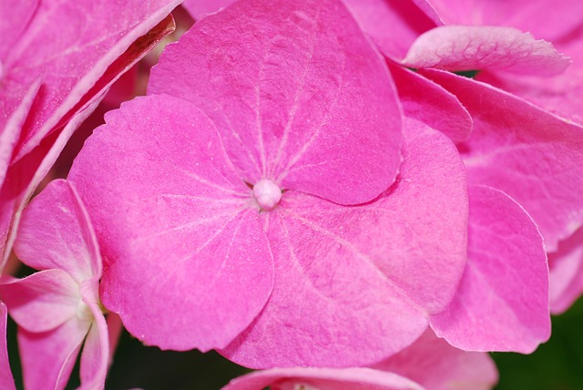 Free Plant Nature photo and picture