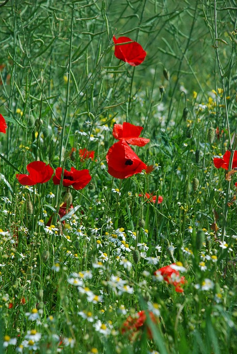 Mohn Blüte Roter · Kostenloses Foto auf Pixabay