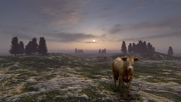Free Cow Landscape photo and picture