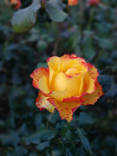 Free Flower Leaf photo and picture