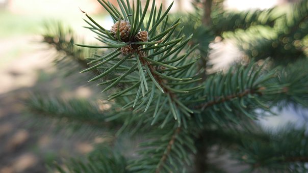 Free Spruce Tree photo and picture