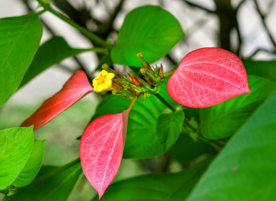 Musaeda Mussaenda-韦尔梅利亚 红色的标记布什 黄色 - Pixabay上的免费照片 - Pixabay
