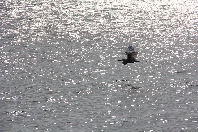 Free Bird Fly photo and picture