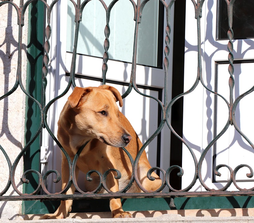 Perro, La Naturaleza, Animales, Lindo, Punto De Vista