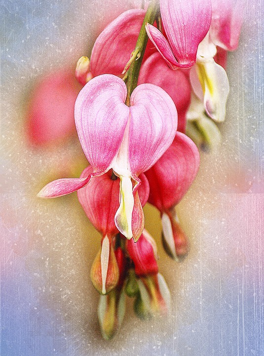 流血的心lamprocapnos 赤松根茎种多年生的植物 Pixabay上的免费照片