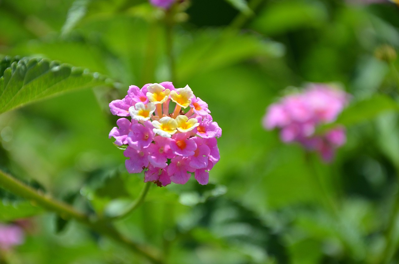 flower-3406838_1280.jpg