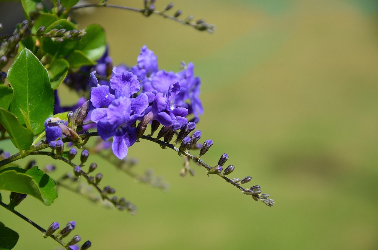 Flower Spring Summer - Free photo on Pixabay - Pixabay