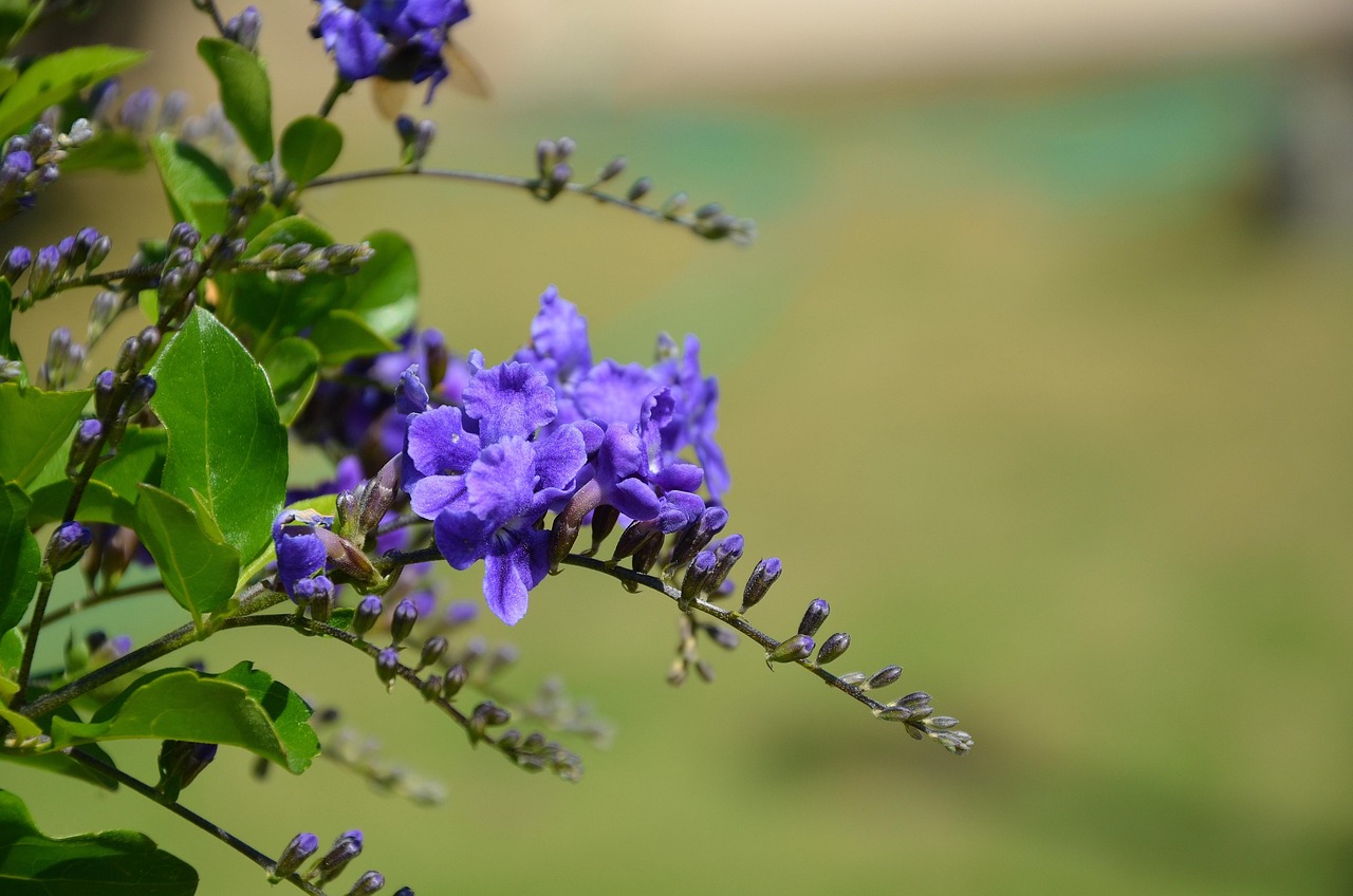 Flower Spring Summer - Free photo on Pixabay