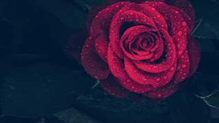 Rose Red Petals Free Photo On Pixabay