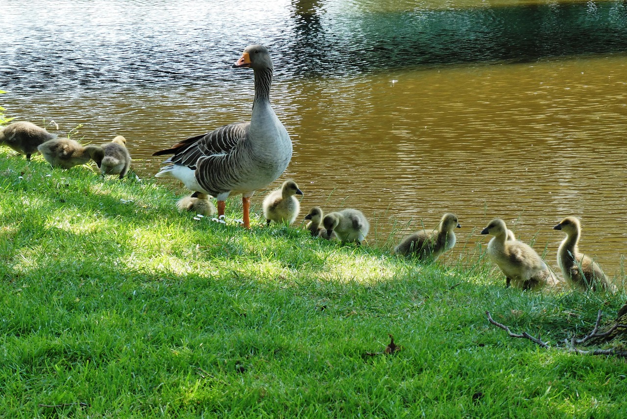 Springtime Goose Goose With Boy Spring Geese - Free photo on Pixabay - Pixabay