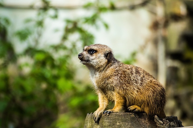 Free Meerkat Zoo photo and picture