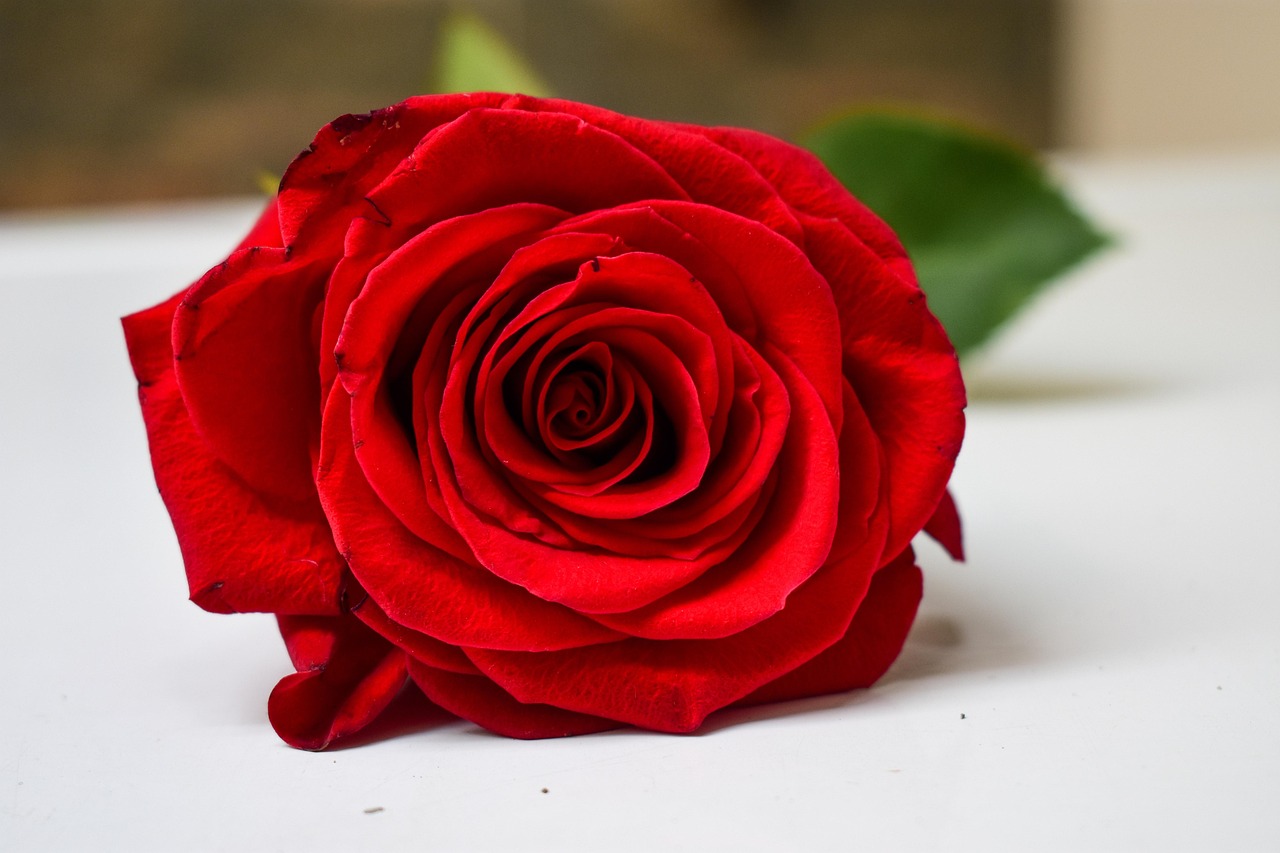 1 000 Free Rosas En Rodaderas Nature Images Pixabay