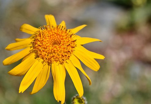 Arnica, Véritable Arnica, Arnica Montana