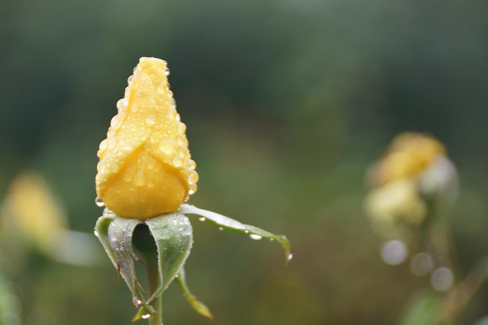 yellow rose bud free