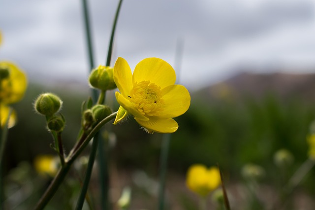Free Flower Micro photo and picture
