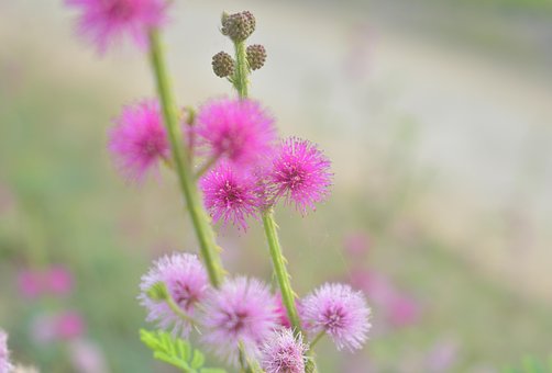 FOTO MIMOSA FIORE DA SCARICARE