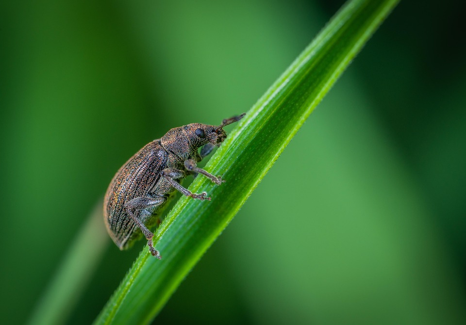 Beetle Macro Insect Blade Of - Free photo on Pixabay - Pixabay