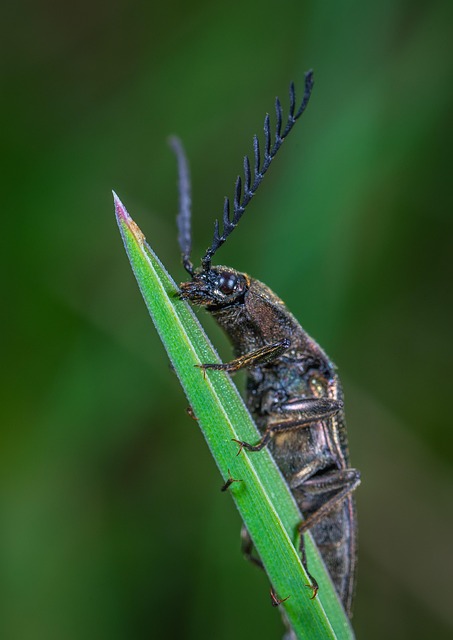 Beetle Macro Insect Blade Of - Free photo on Pixabay - Pixabay