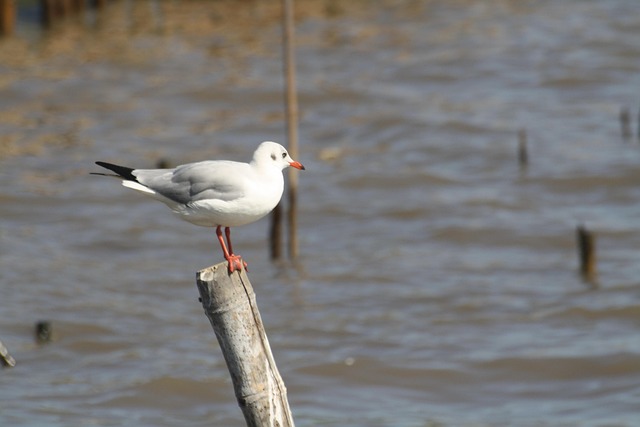 Free Seagull Nature photo and picture