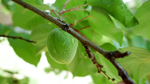 Free Apricot Green photo and picture