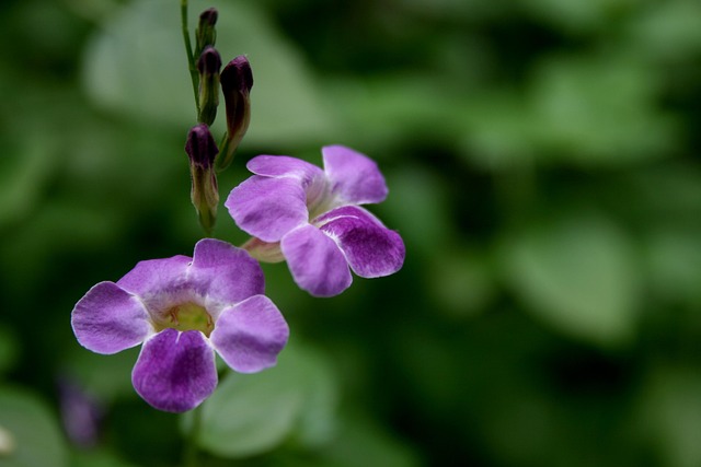 Free Flowers Hd Wallpaper photo and picture