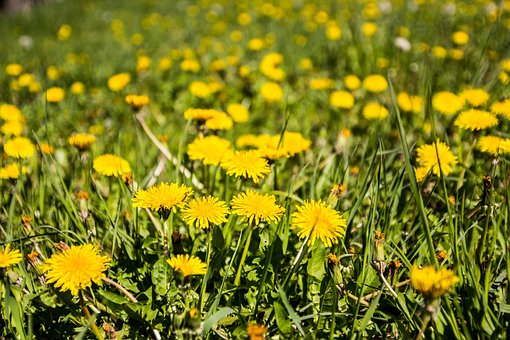 Free Meadow Dandelion photo and picture