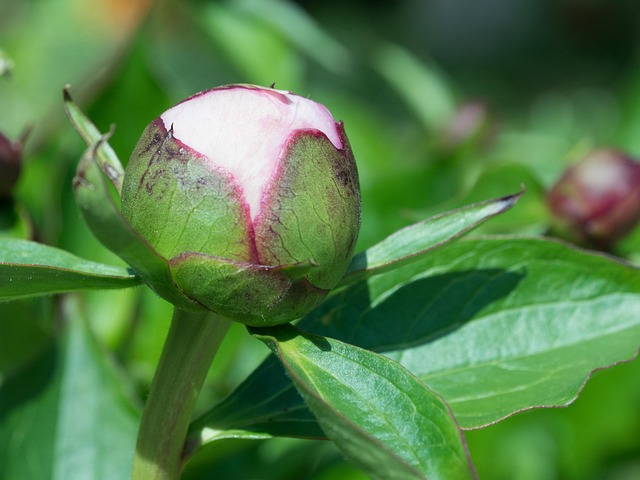 Free Button Petals photo and picture