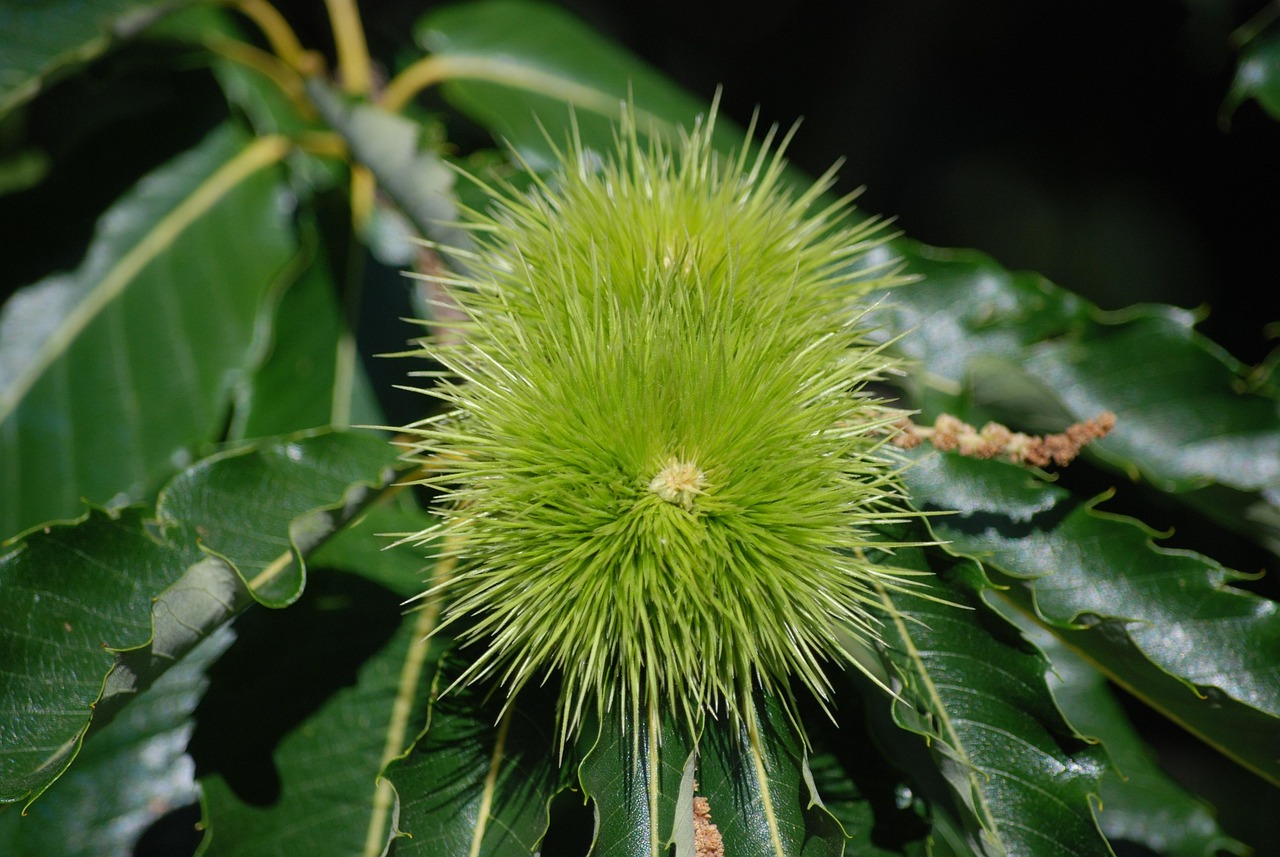 La Castaña Naturaleza Fruta - Foto gratis en Pixabay - Pixabay
