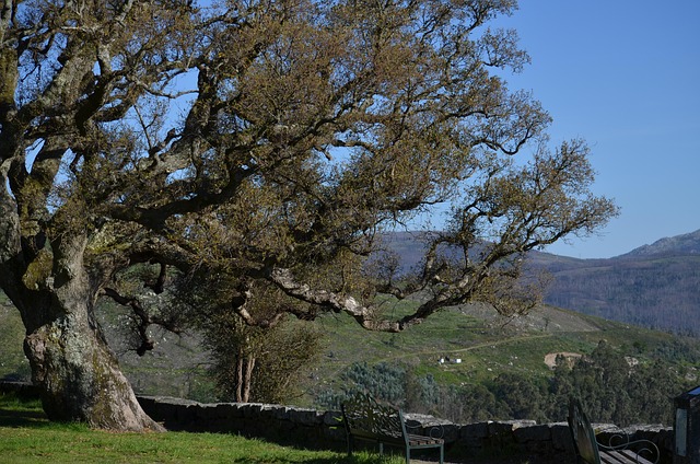 Free Cork Oak Galicia photo and picture