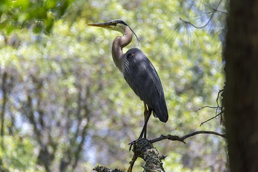 Vogel, Blauwe Reiger, Dieren In Het Wild