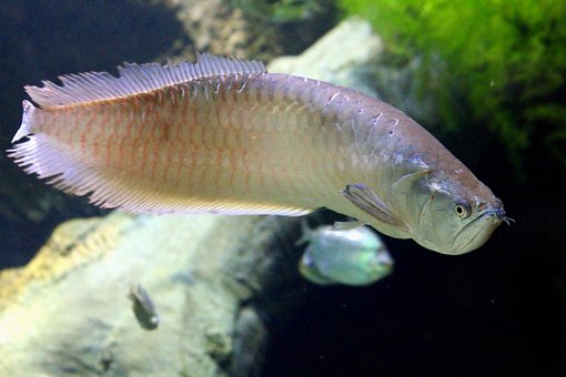 Aravana, Fish, Osteoglossum Bicirrhosum