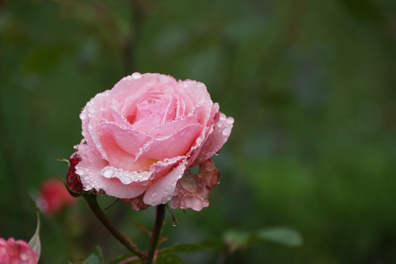 Rosado Rosa Agua Gotas De Foto
