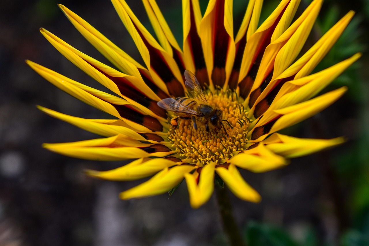 Flower Linda Plant Yard - Free photo on Pixabay