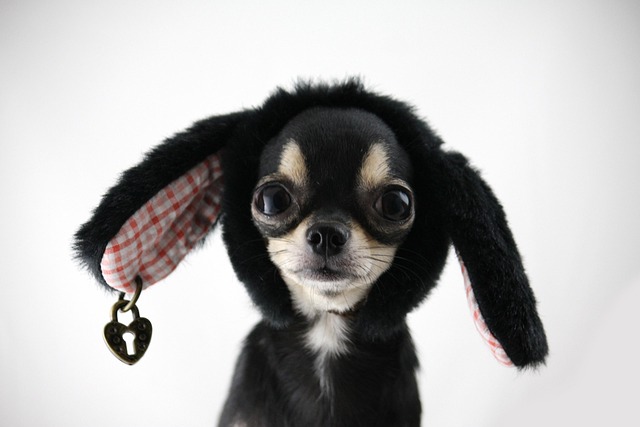 Free Dog Chihuahua photo and picture