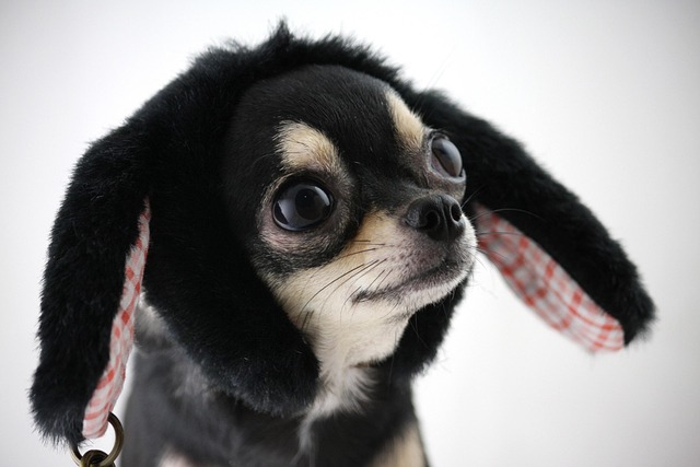 Free Dog Chihuahua photo and picture